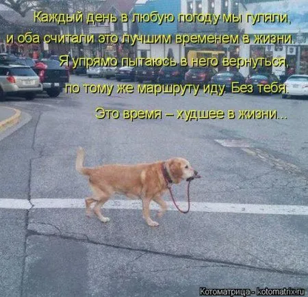 Котоматрица субботы