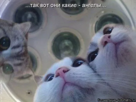 Котоматрица субботы