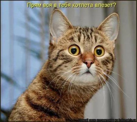 Котоматрица субботы