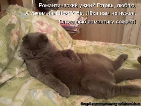 Котоматрица субботы