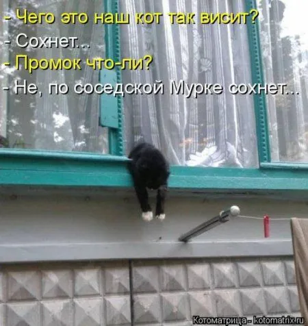 Котоматрица субботы