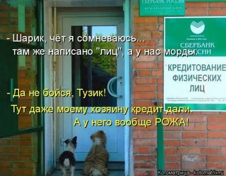 Котоматрица субботы