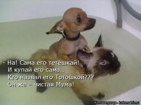 Котоматрица субботы