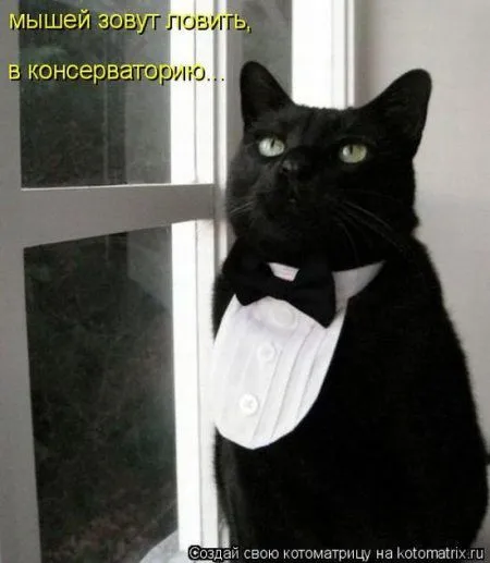 Котоматрица субботы
