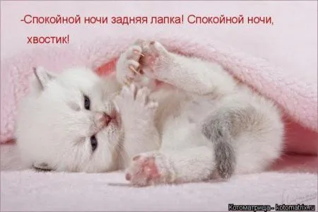 Котоматрица субботы