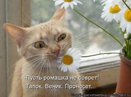 Котоматрица субботы