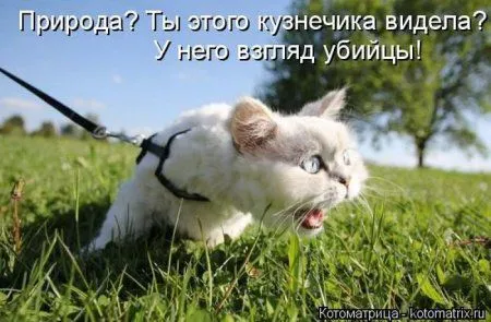 Котоматрица субботы
