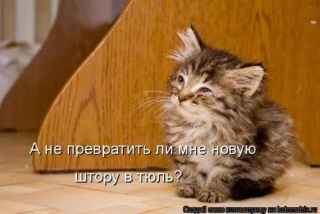 Котоматрица субботы