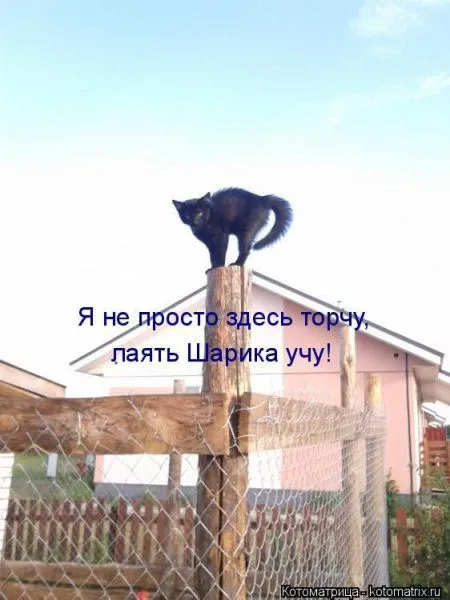 Котоматрица субботы