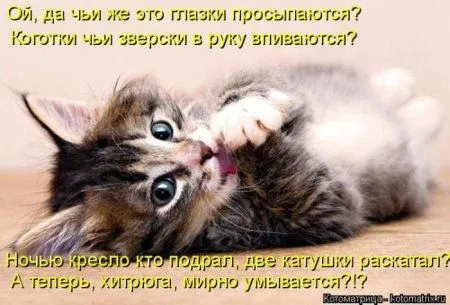 Котоматрица субботы