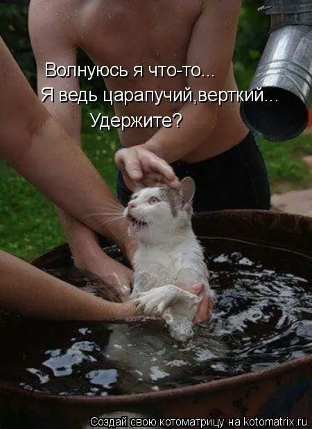 Котоматрица субботы