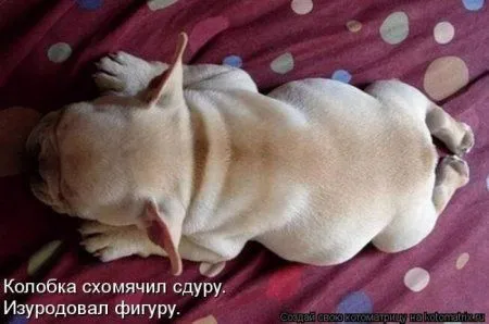 Котоматрица субботы