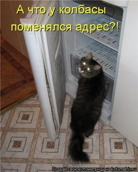 Котоматрица субботы