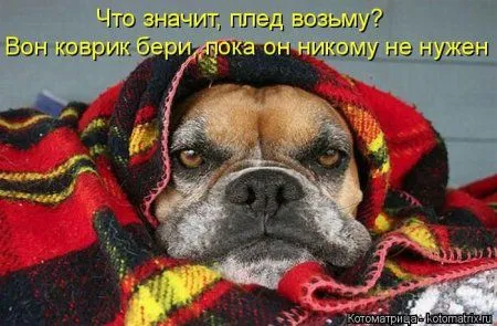 Котоматрица субботы
