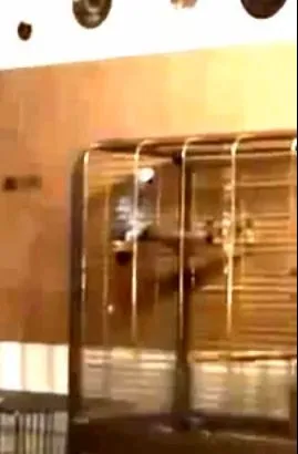 Патриотический попугай