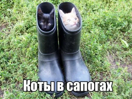 Приколы в картинках и фото