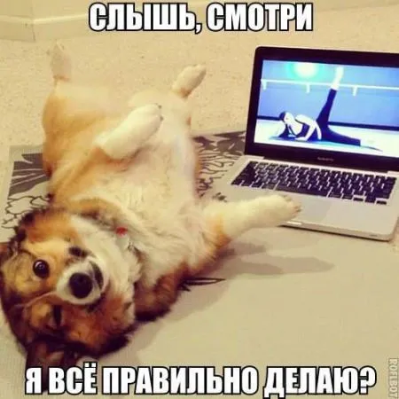 Приколы в картинках и фото