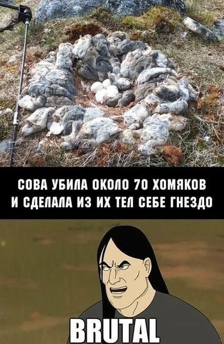 Микс приколов и смешных картинок