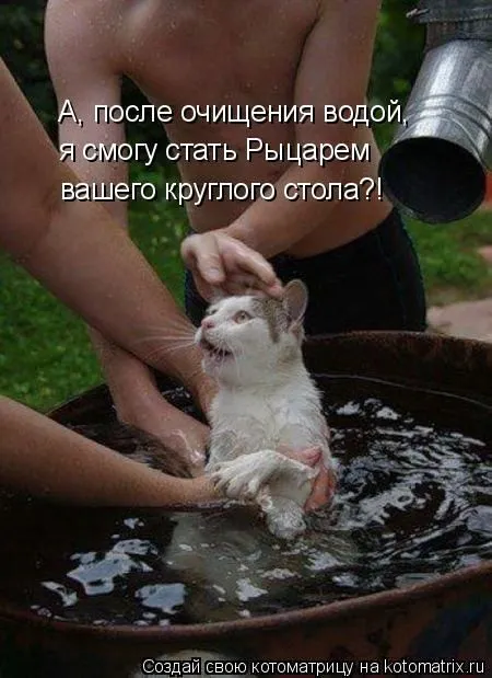 Котоматрица, коты и веселые подписи к фото Котоматрица, коты и веселые подписи к фото