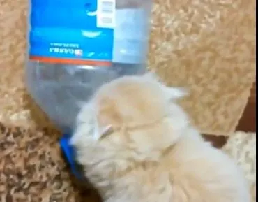 Ловушка для кота