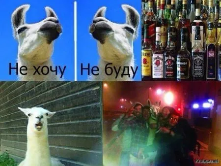 Солянка веселых картинок