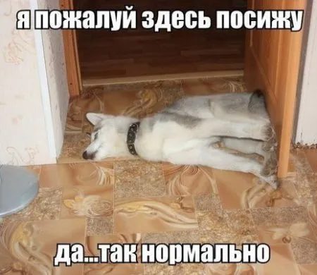 Прекрасное настроение и прикольные фото