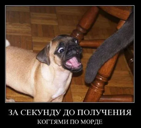 Демотиваторы, ну так чтобы скучно не было
