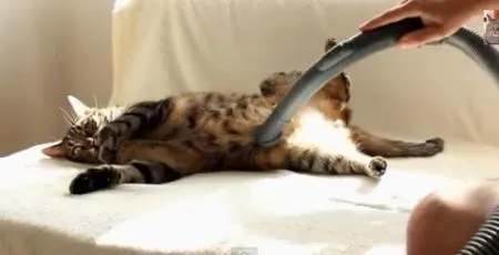Давайте пылесосить Котэ