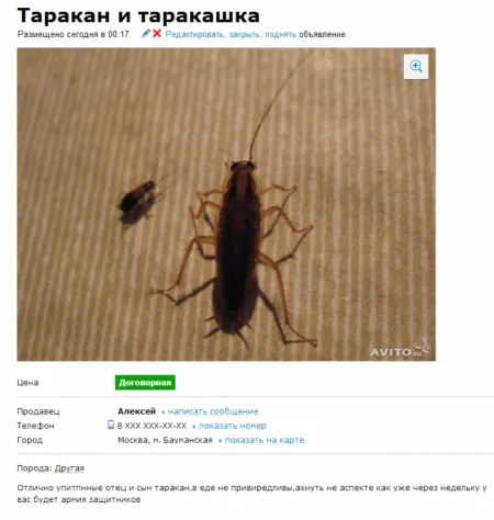 Забавные обьявления