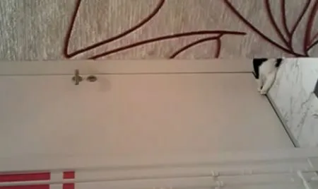 Умный котяра
