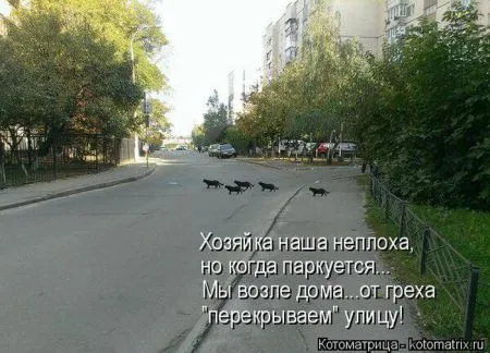 Котоматрица, коты и веселые подписи к фото