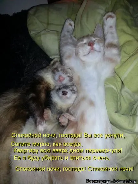 Котоматрица, коты и веселые подписи к фото