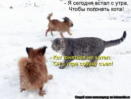 Котоматрица, коты и веселые подписи к фото