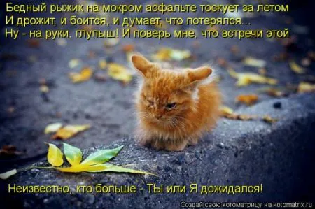 Котоматрица, коты и веселые подписи к фото