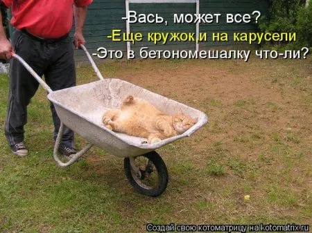 Котоматрица, коты и веселые подписи к фото
