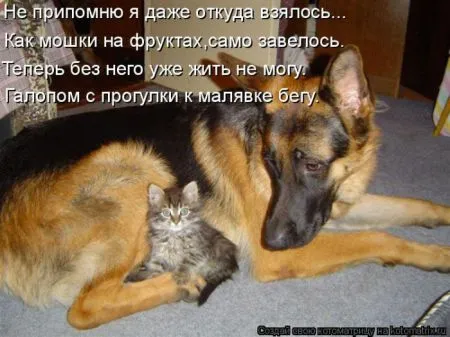 Котоматрица, коты и веселые подписи к фото