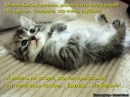 Котоматрица, коты и веселые подписи к фото
