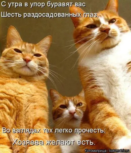 Котоматрица, коты и веселые подписи к фото
