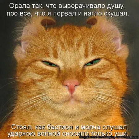 Котоматрица, коты и веселые подписи к фото