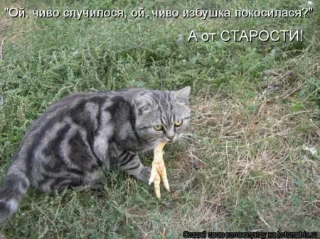 Котоматрица, коты и веселые подписи к фото