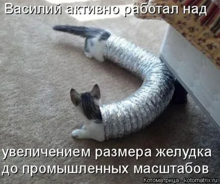 Котоматрица, коты и веселые подписи к фото