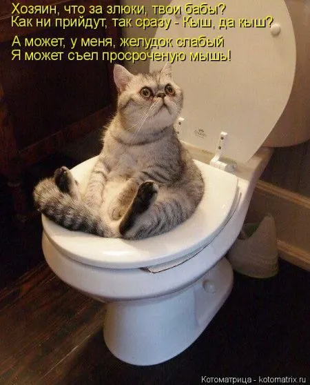 Котоматрица, коты и веселые подписи к фото