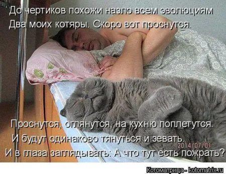 Котоматрица, коты и веселые подписи к фото