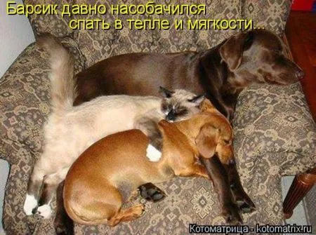 Котоматрица, коты и веселые подписи к фото