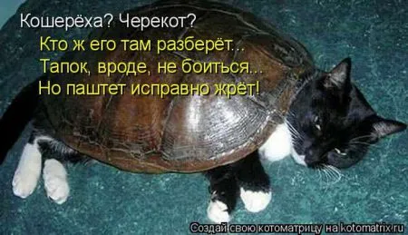Котоматрица, коты и веселые подписи к фото
