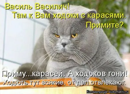 Котоматрица, коты и веселые подписи к фото