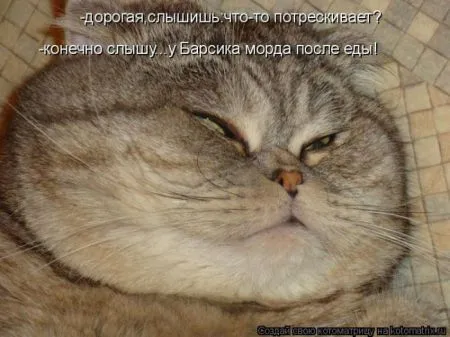 Котоматрица, коты и веселые подписи к фото