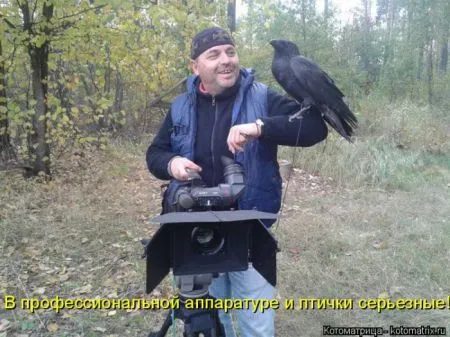 Котоматрица, коты и веселые подписи к фото