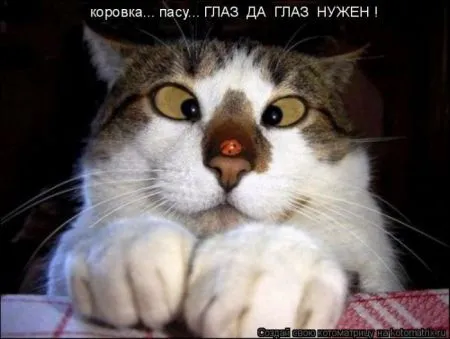 Котоматрица, коты и веселые подписи к фото