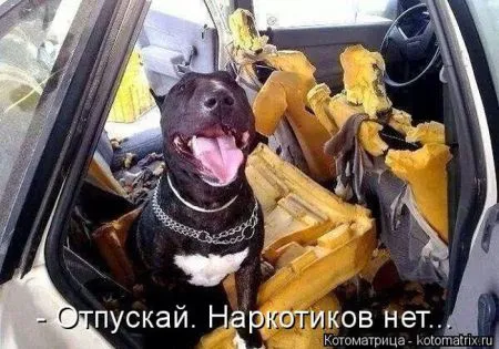 Котоматрица, коты и веселые подписи к фото